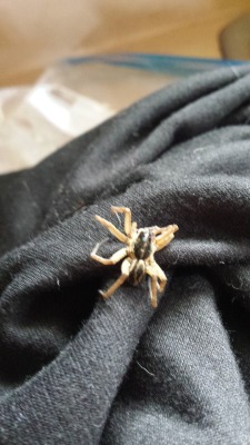 angelgracie91:  Help tumblr friends! I need to identify this spider, as apparently they are living in my room. I’ve found 2 this week alone. This one is dead, and the legs are curled under, but would be twice as long as they appear in these pics. Please