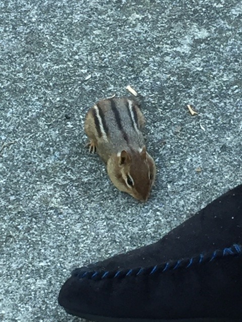 “Chip’ the short-tailed chipmunk comes right up to us when we sit on the patio.