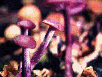 Shroomin' Pod Person