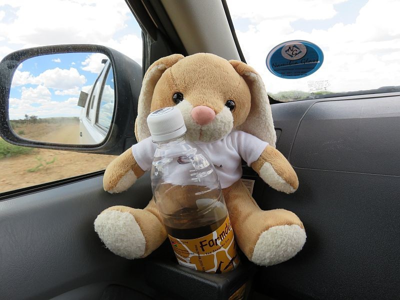 Dünnes Dreckiges Mädel Spielt Mit Einem Grossen Teddy Bär Dünnes Dreckiges Mädel Spielt Mit Einem Grossen Teddy Bär