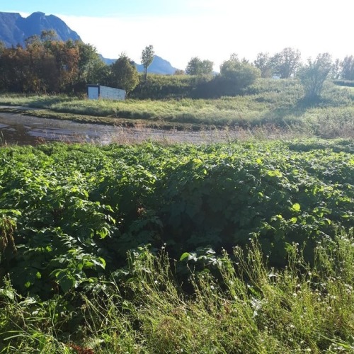 One week ago yesterday, we finished harvesting our potato garden #harvest #harvesting #potato #north