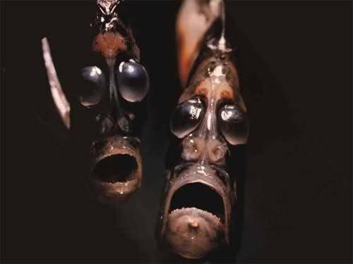 odditiesoflife:  Terrifying Deep Sea Creatures porn pictures