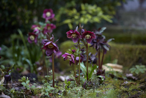 Hellebore, Helleborus: “Makes Winter Worthwhile”The color combinations of Helleborus orientalis, bot