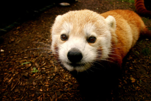 deoxify:  Red Panda Friend by fwibble on Flickr.