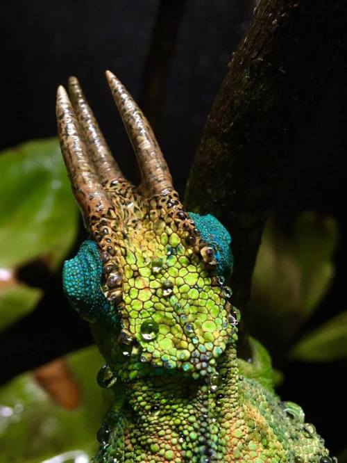 Jackson’s chameleons are like little dinosaurs! (Trioceros jacksonii). Credit: Jona Blocker &g