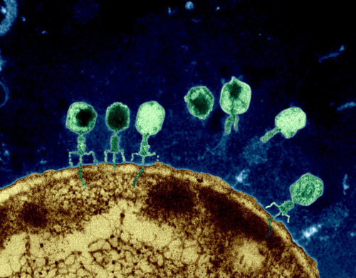 Inside the World of Viral Dark Matter