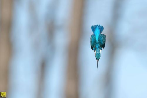 Diving kingfisher, photo by Riccardo Trevisani via Frans de Waal - Public Page.More Animals here.