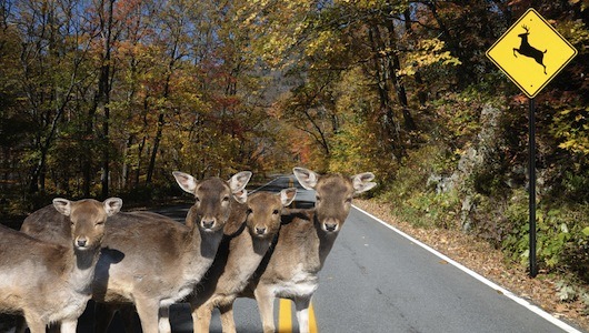 Montana passes bill to allow salvage of road kill
Roadkill ragù? Carrion bourguignon? The governor’s signature is all that remains between car-struck big game and the dinner table.