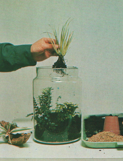 3frogs: Flores y Plantas en Casa. Violet Stevenson, Editorial HMB. 1978 (or. Plants &amp; Flower