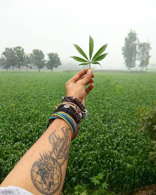 weed leaf