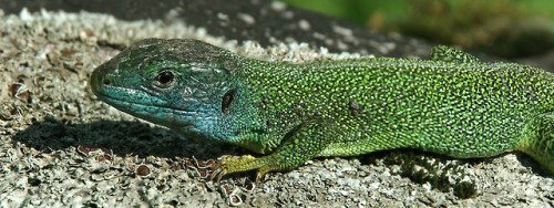 Male, female and juvenile western green lizards - Lacerta bilineata - from southern Switzerland.