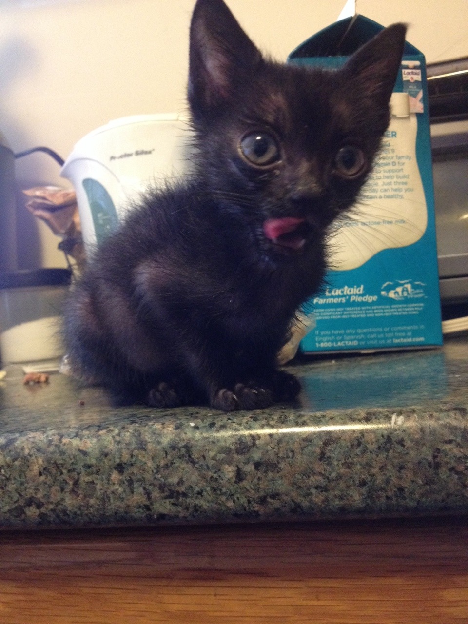 red-trans:  bartokthecat:  good morning bartok!!  crippledyke 