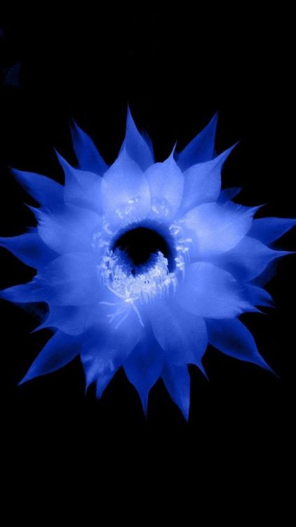 Blue flower, digital art, minimal, 1080x1920 wallpaper @wallpapersmug : https://ift.tt/2FI4itB - htt