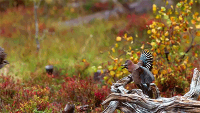 zerostatereflex: BBC - The Hunt where birds know Matrix moves.  