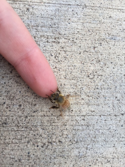 its-seyton:Bees?bees are friends, pass it on