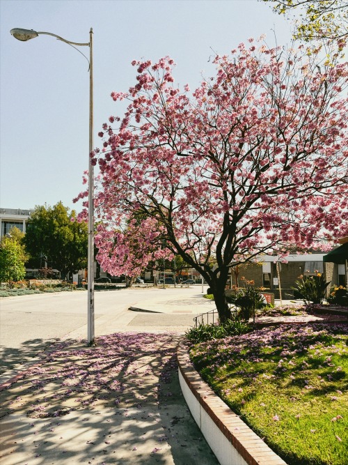 pink trumpet tree.south pasadena, ca.