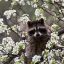 bloomyraccoon