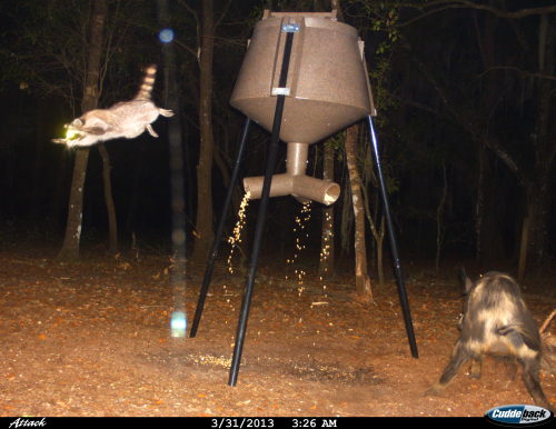 trailcams:“Put out a new feeder for our deer, but the hogs and raccoons found it first. That particu