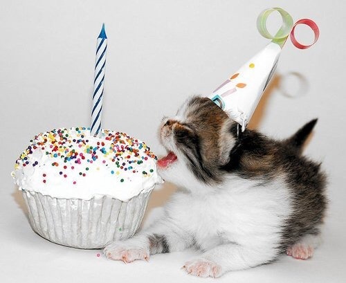 Sometimes I wish all of us cat people from tumblr could all get together and just have a gigantic pa