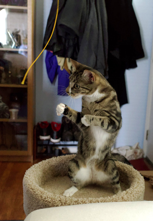 Abigail training for her next fight Eye of the Tiger by The Real Yeats