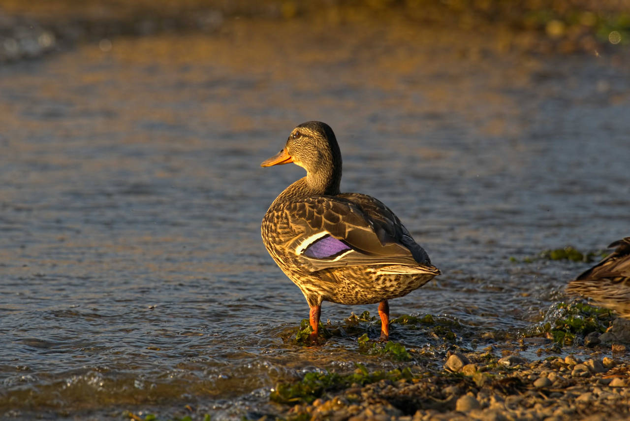 Molting Mallard Duck
Laurenz Baars