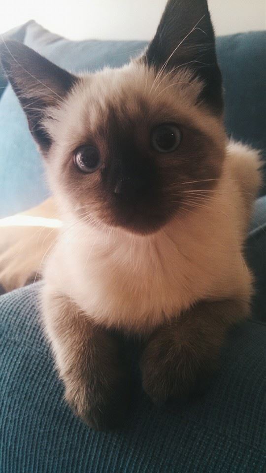 awwww-cute:  Got my first kitten last night