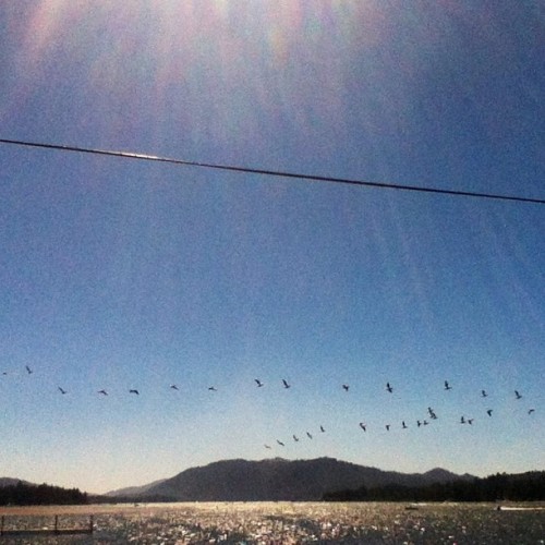 What a marvelous shot from my iTouch, and without any edits! #itouch #california #birds #bigbearlake