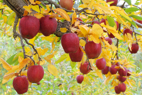 autumns-gloryandwinterwonders:Apple Tree