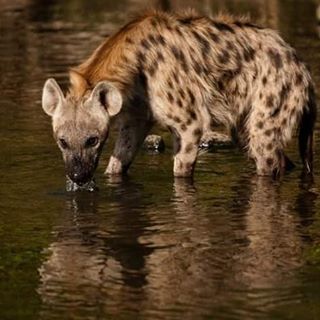 Spotted hyena loving the cool water of the Sand river. #sabisands #inyatisafari #keithjenkinson