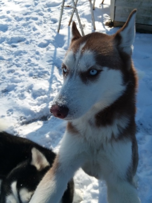 siberian huskies