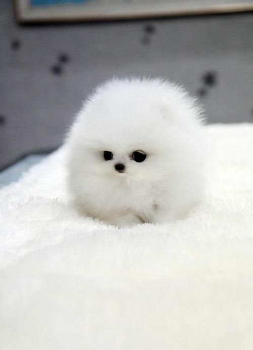 babyanimalgifs: White teacup Pomeranian