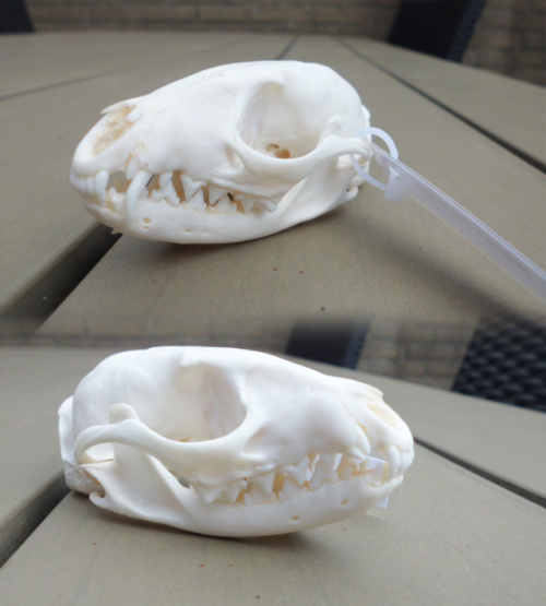 zeppelynns:Meet Tessa, my African Civet skull! She’s smoll but I love her. She might be a juvenile, 