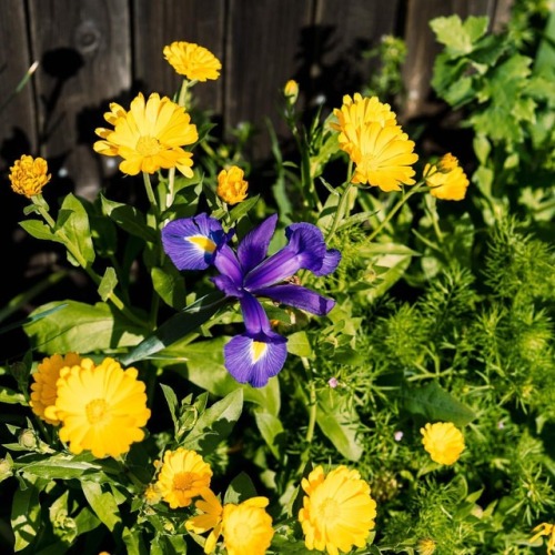 #flowers #nature #yellow #purple #complimentarycolors #complimentarycolours #sonya7ii #55mmf18za #gr