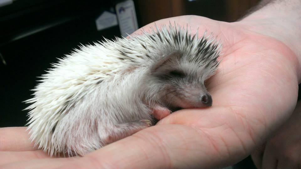 the-manipulated-dead:  This is my Hobbitty hedgehog, Pippin! He’s a little bigger