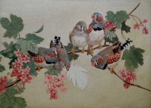 art-and-things-of-beauty:Winifred Austen (1876-1964) - Zebra Finches, pencil, water- bodycolour.