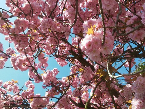 starlitastronaut: I love spring