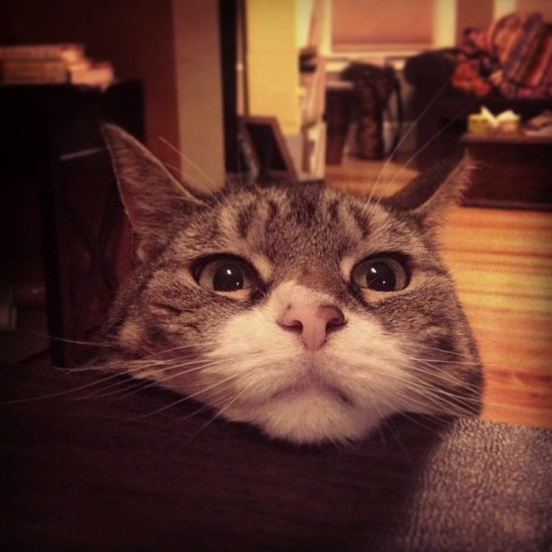 thefluffingtonpost:  Cat Gets Baked on Catnip, Has Mind Blown by Movie Ellery the cat had a rough night — or an awesome night, depending on your perspective — after rolling in an entire bag of catnip.  “It wasn’t just the catnip that did