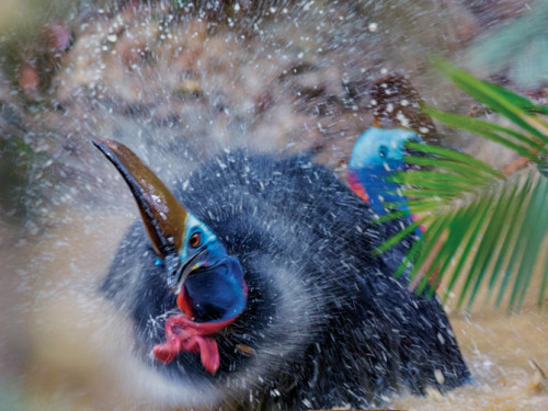 scienceyoucanlove:  Big Bird: In the far north of Australia the cassowary plays a central role in shaping the rain forest. By Olivia Judson Photograph by Christian Ziegler  On the ground in front of me there’s a large round pile of what looks like