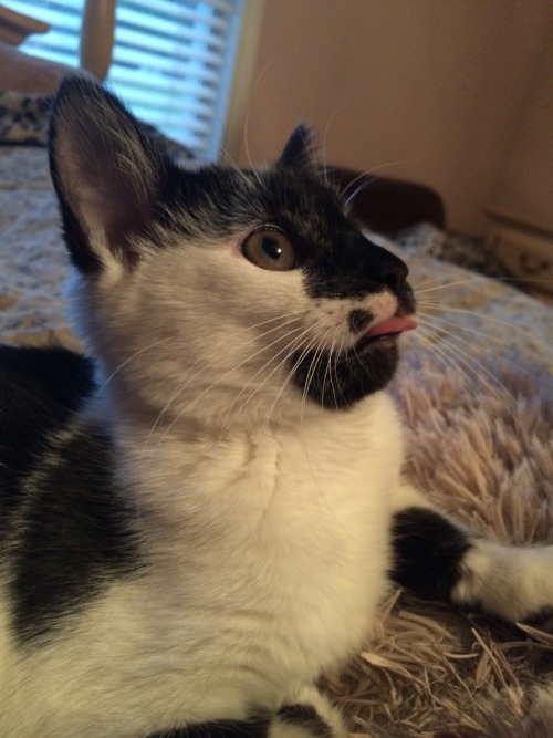 cleromancy:claudents:blepsailorbirdie your blep is on my dash again