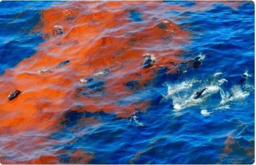 Major impacts on dolphins from Deepwater Horizon oil spillIt’s been several years since the Deepwate