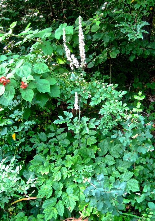 Also blooming along the roads and in woodlands, black cohosh, Cimicifuga racemosa. Always a welcome 