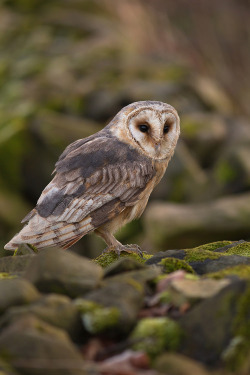 featheroftheowl:  Barn Owl by rachidmiliani  hplessflirt