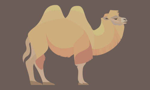 Camelus bactrianus - Bactrian Camel