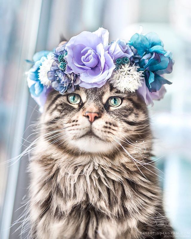 catsofinstagram:  From @leo.mainecoon: “I woke up like this.” #catsofinstagram