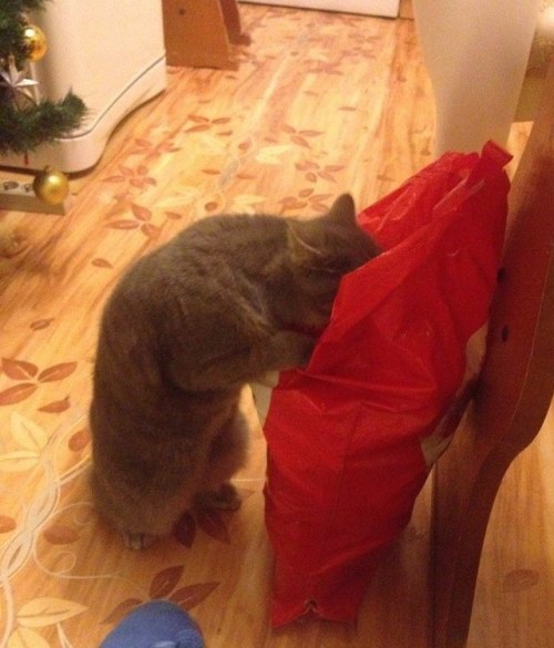 napoleanbonafarte:  markv5:  Что купила?  “What’d you buy?”