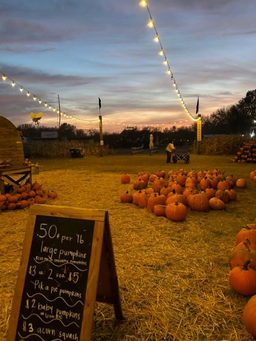 I Dont See How A Pumpkin Patch Could Be More Sincere Than This One. 