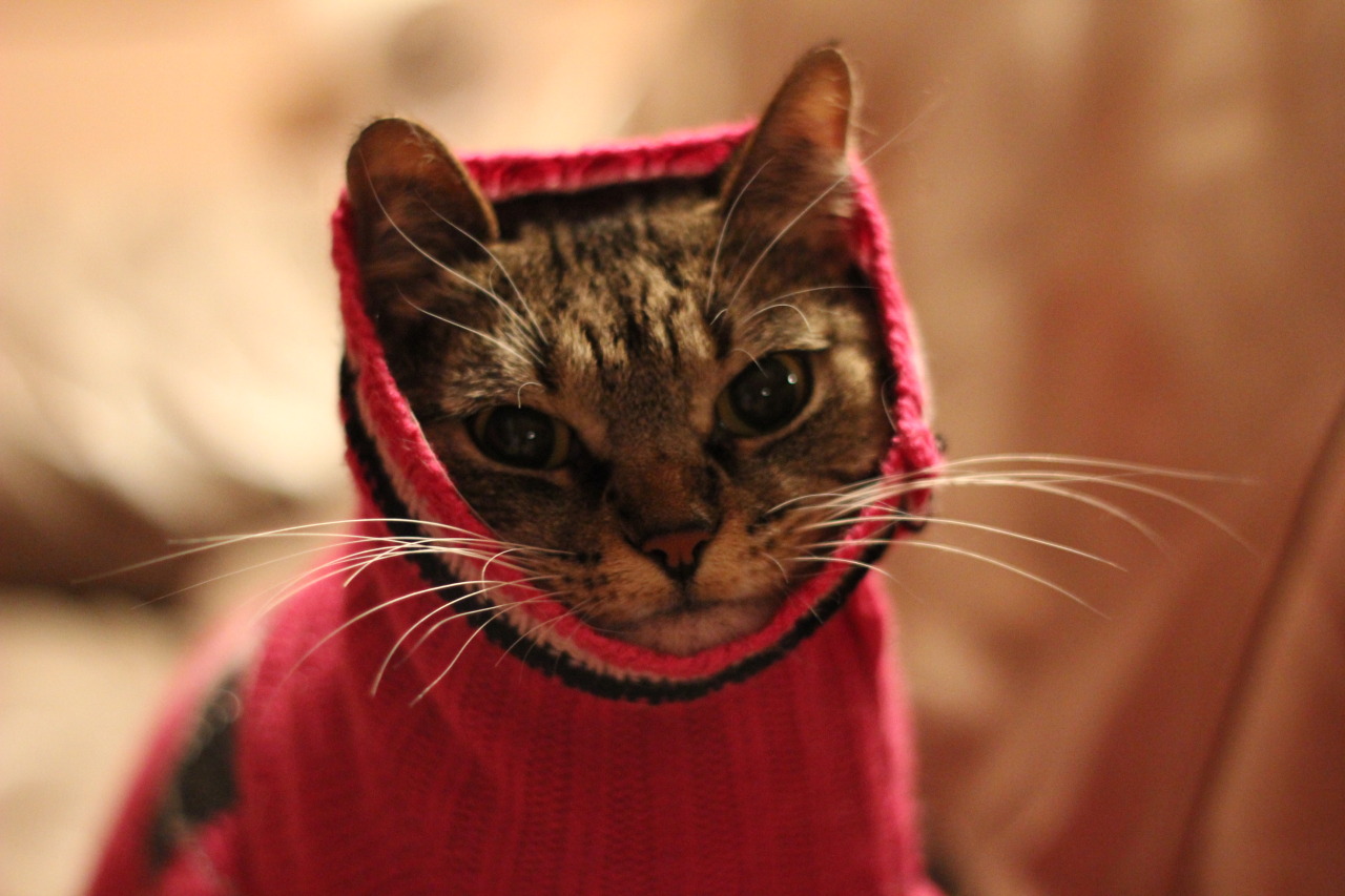 darrencrisshasruinedmylife:  i put my cat in a sweater 