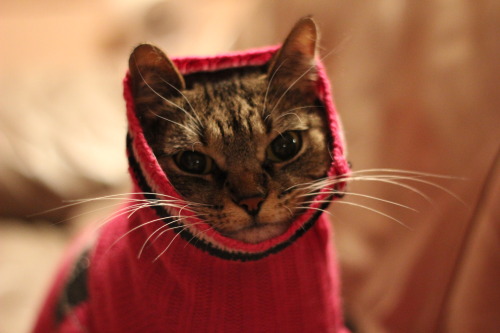 darrencrisshasruinedmylife:  i put my cat in a sweater 