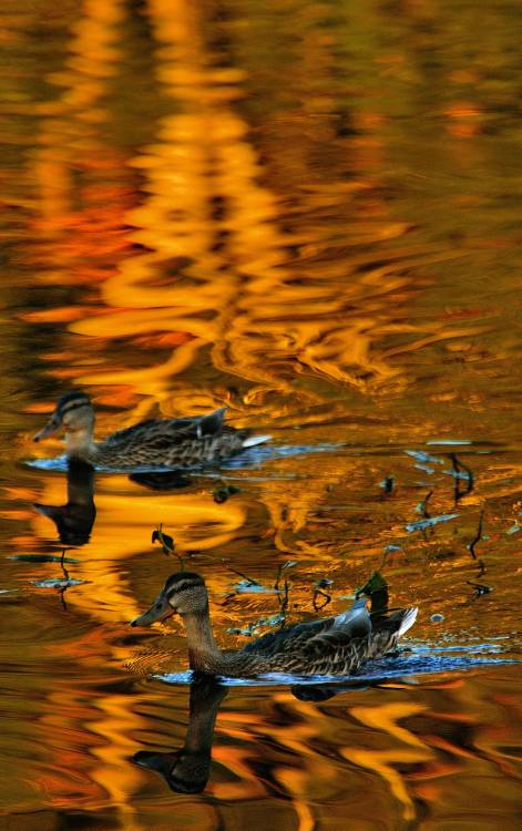 On Golden Pond.The sunset has moved from the lake - but it still bathes an old dead tree with light 