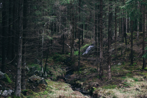 joakandersen: More Swedish forest nature shots. Because its awesome. :)